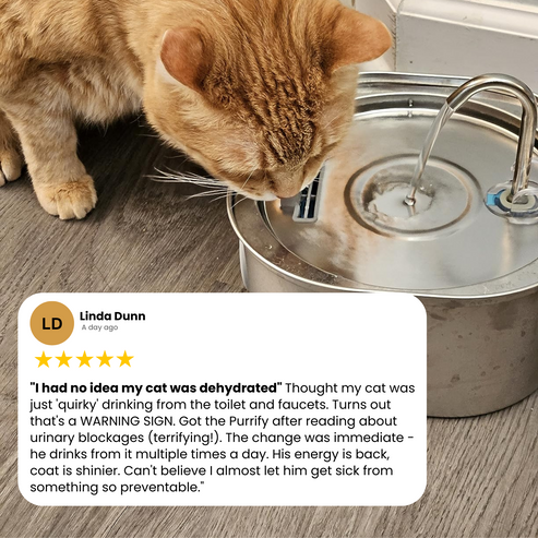 Fontaine À Eau En Acier Inoxydable Purrify v8